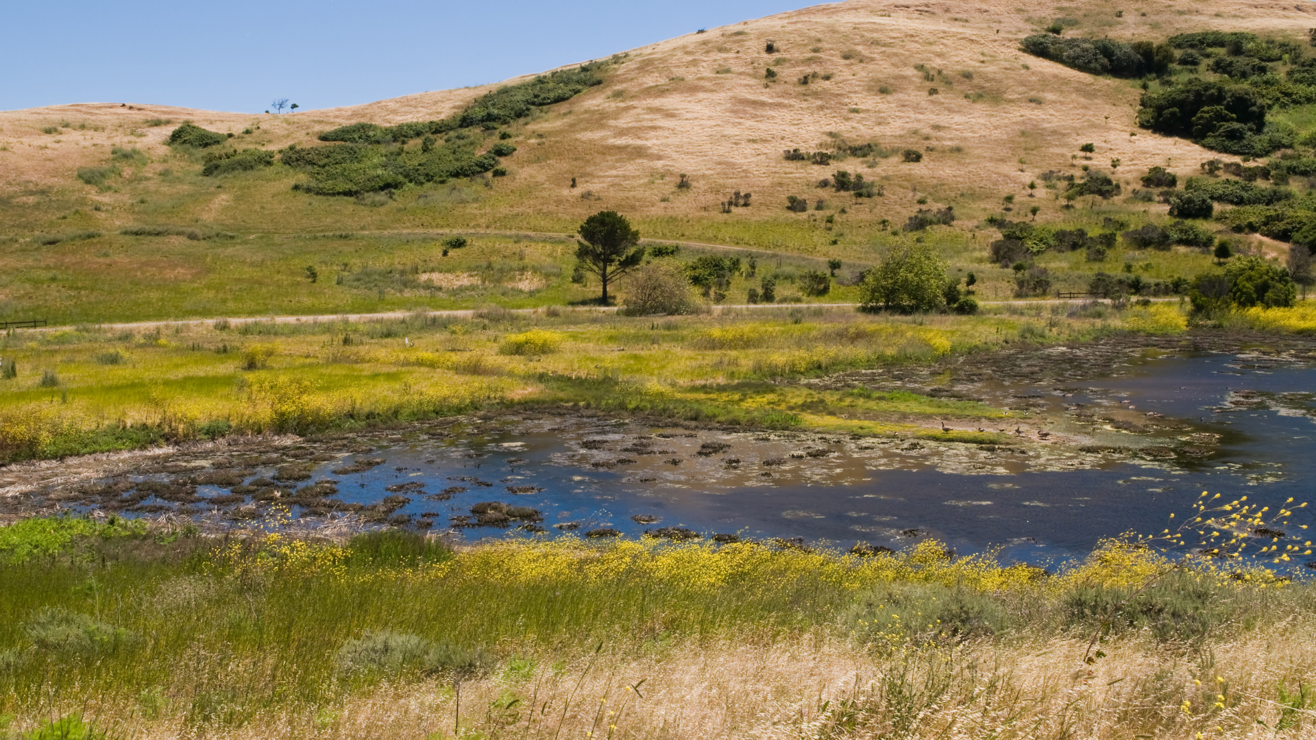 landscaper buckeye az